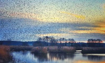 A walk on the wild side: explore the Avalon Marshes, Somerset