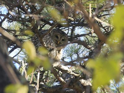 An owl twice attacked a Washington woman. A biologist says it's becoming more common