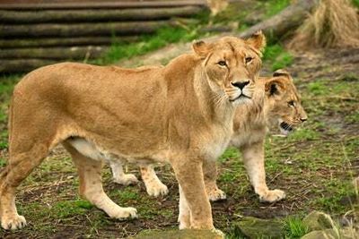 Australia’s Taronga Zoo locked down after lions escape from enclosure