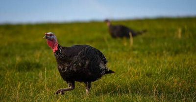 Fears grow that Christmas turkeys could be affected by deadly bird flu outbreak