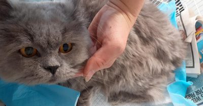 Designer cat falls from Aberdeen tower block after three other pets plunge from flats