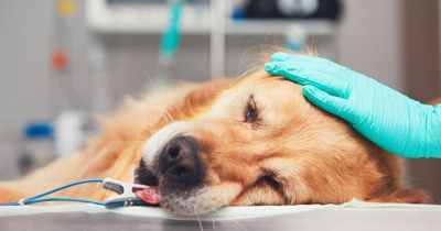 Killer dog disease Alabama Rot locations mapped as another pet falls victim