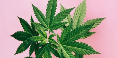 Cannabis holds promise for pain management, reducing the need for opioid painkillers – a neuropharmacology expert explains how