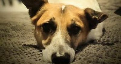 Disabled dog relied on special wheels to get around - now cruel thieves have stolen them