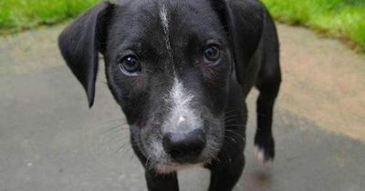 Adorable puppies desperately search for new homes after growing up in RSPCA care