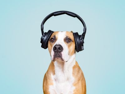 The Kennel Club creates playlist to help calm dogs ahead of Bonfire Night