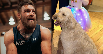 Conor McGregor shows off new pet dog in family Halloween photo