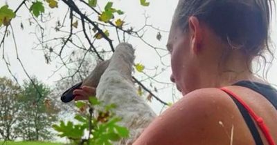 Woman jumps into river to save distressed swan swimming in circles 'honking and crying'