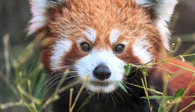 Leo the red panda has died at Brookfield Zoo