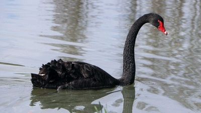 Permit to kill up to 200 swans issued in Tasmania's Central Highlands over trout habitat