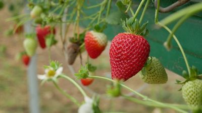 Climate change could make Queensland fruit crops unprofitable to grow