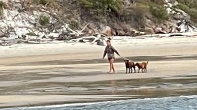 K'gari (Fraser Island) biosecurity threatened by pet dogs brought from yacht to beach