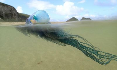 Climate crisis brings growing numbers of unusual jellyfish to UK seas