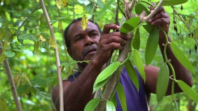 Vanuatu skills development program 'empowers' returned seasonal workers to grow small businesses