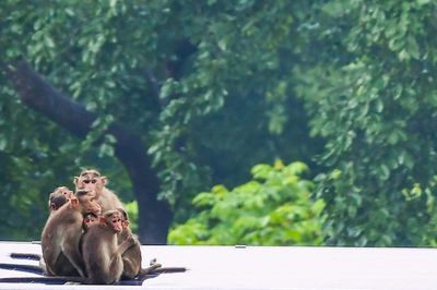 Controversial monkey study reignites animal testing debate