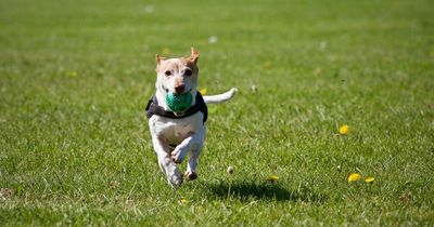 Pet supplement maker Custom Vet Products sold to Swedencare in £10m-plus deal