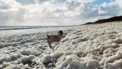 Nelson beaches blanketed by bubbles of sea foam after wild weather and strong winds lash coastal areas