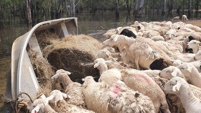 Northern Victorian farmer Tim Ashcroft uses tinnie to deliver bales of hay to sheep stranded by floodwaters