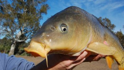 National Carp Control Plan report calls for more research before unleashing herpes