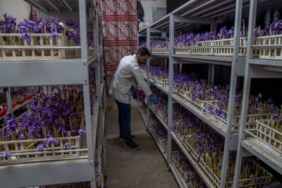 AP PHOTOS: Farmers in Kashmir try growing saffron indoors