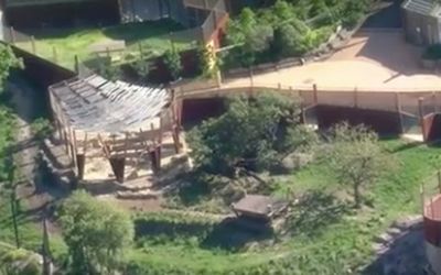 Fence blamed for Taronga Zoo lion escape
