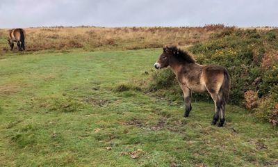 Country diary: An Exmoor pony with plenty to say