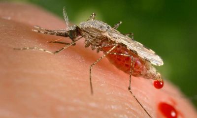 Invasive mosquito could disrupt Africa’s ‘landscape of malaria’ after cases rise