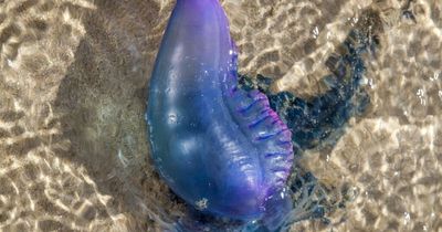 Portuguese man o’war spotted off coast thanks to storms