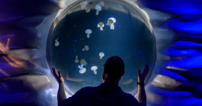 UK first as aquarium breeds largest jellyfish species found in UK waters
