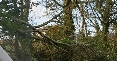 'Tornado' hits Wexford village causing 'significant damage' to trees and ripping roofs off sheds