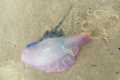 Stormy weather see increase in sightings of Portuguese man o’ war jellyfish along British coastline