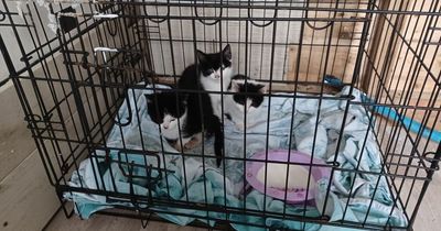 Litter of kittens found cruelly dumped in metal cage in Scots woods