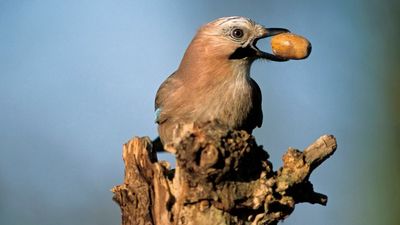 Birds Have Self-control, Just Like Humans