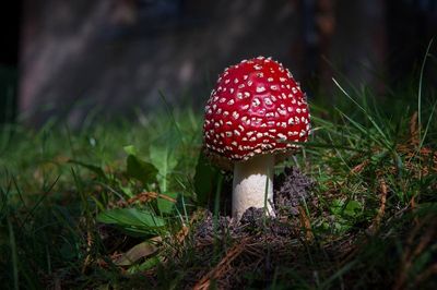 Magic mushroom drug used along with therapy can alleviate severe depression, new trial finds