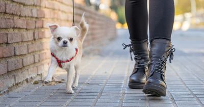 'My crazy neighbour tried to ban me from walking my dog outside my flat'