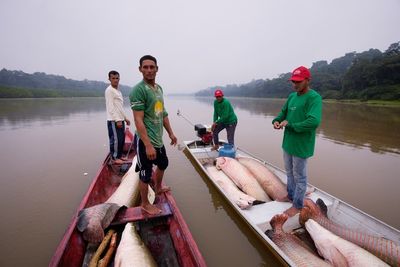 In the Amazon, a giant fish helps save the rainforest