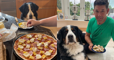 Padraig Harrington leaves dog Wilson begging for food as he makes homemade pizza