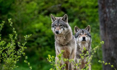 Dutch authorities allow firing of paintballs to scare ‘too tame’ wolves