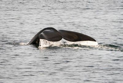 Whalers filling gaps in climate history