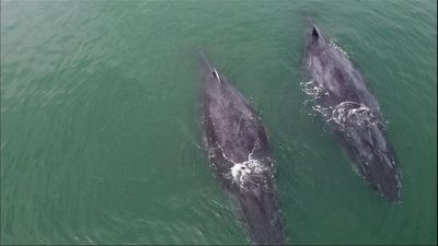 Whale watching in Gabon: Where humpbacks go to give birth