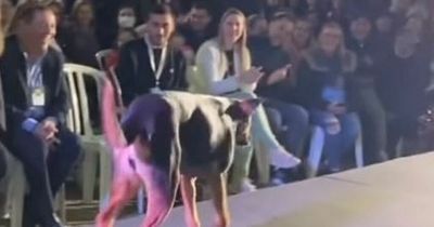 Dog upstages beauty queens by sneaking onto catwalk for 15 minutes of fame