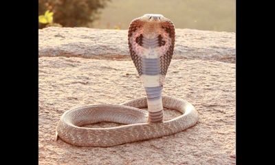 Boy, 8, turns the tables on deadly cobra and bites back, killing it