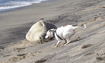 Watch: Unleashed dog harasses endangered Hawaiian monk seal