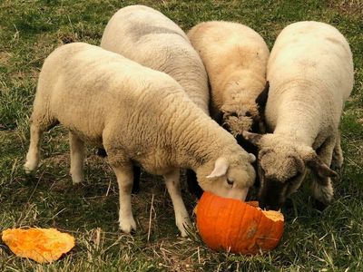 Ready to toss out your pumpkins? Here's how to keep them out of the landfill