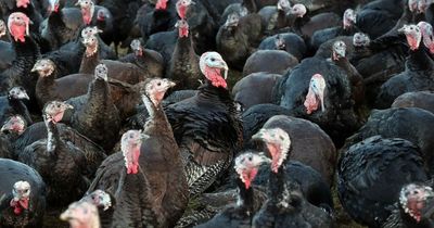 Christmas dinner 'could be affected' by turkey cull 'but no need to panic-buy'