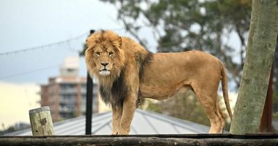 Families in ‘Roar and Snore’ tents given seconds to flee after lions escape in zoo
