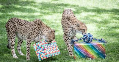 What's on the menu for a cheetah's birthday party?