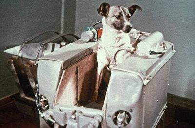 65 years ago, a street dog paved the way for human spaceflight — with a grim outcome
