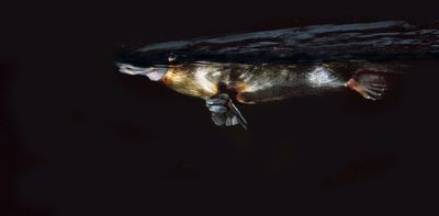 A platypus can glow green and hunt prey with electricity – but it can't climb dams to find a mate