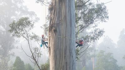 Photographing 'world's biggest blue gum' to shine light on 500yo giant in logging coupe